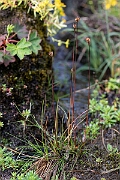 David Plant Photography - Wildlife Photography - Three-flowered rush - O