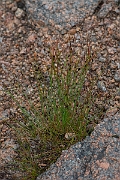 David Plant Photography - Wildlife Photography - Three-leaved rush - A