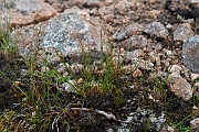 David Plant Photography - Wildlife Photography - Three-leaved rush - E