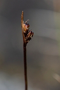 David Plant Photography - Wildlife Photography - Two-flowered rush - B