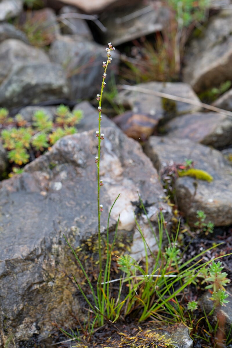 David Plant Photography - Wildlife Photography - Marsh arrowgrass - B.jpg - Marsh arrowgrass - Perthshire