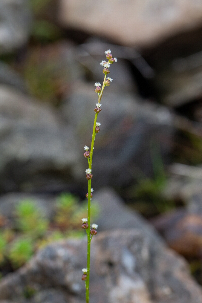David Plant Photography - Wildlife Photography - Marsh arrowgrass - C.jpg - Marsh arrowgrass - Perthshire
