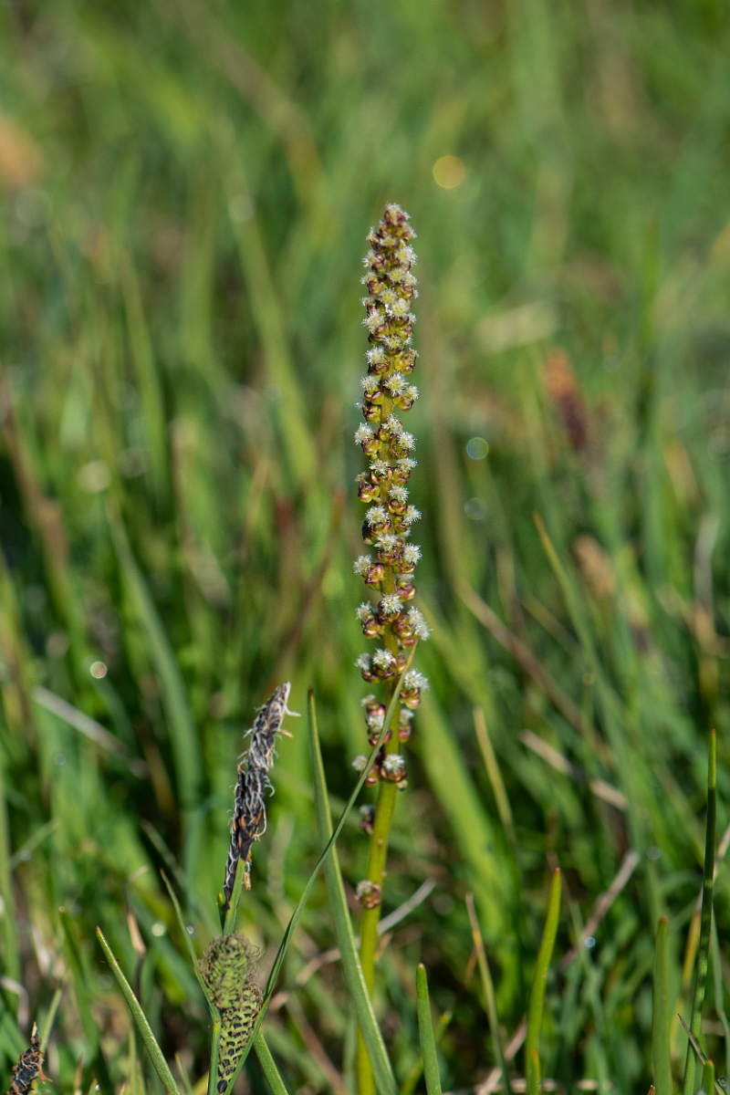 David Plant Photography - Wildlife Photography - Sea arrowgrass- A.JPG - Sea arrowgrass - Argyll