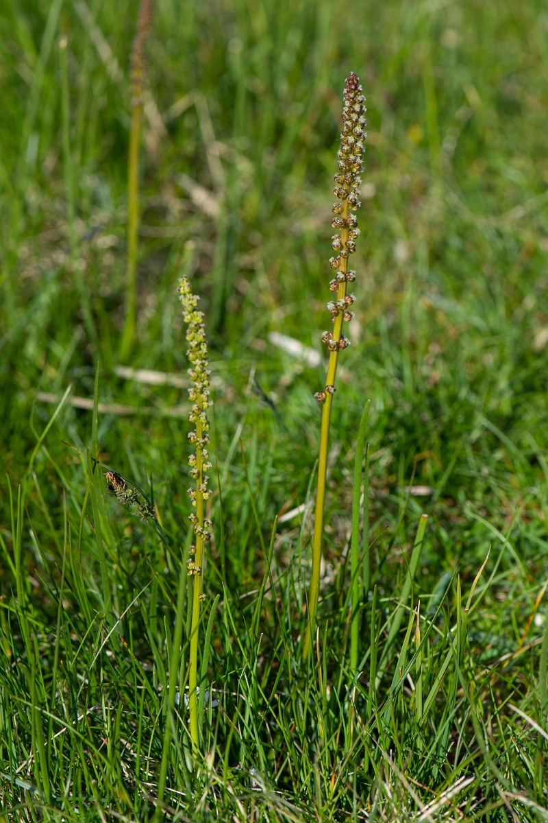 David Plant Photography - Wildlife Photography - Sea arrowgrass- B.JPG - Sea arrowgrass - Argyll