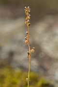 David Plant Photography - Wildlife Photography - Marsh arrowgrass - A