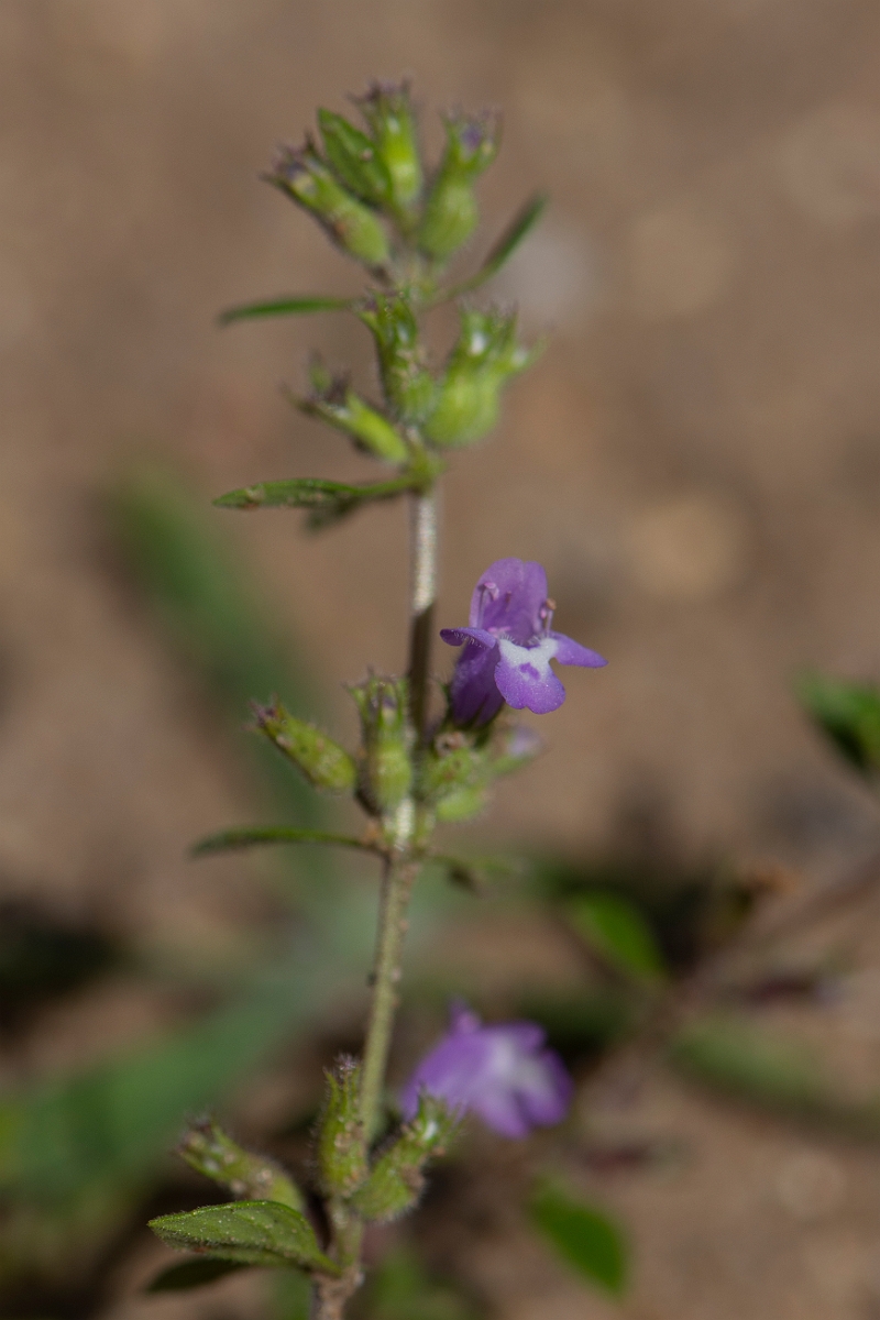 David Plant Photography - Wildlife Photography - Basil thyme - B.JPG - Basil thyme, flower - Norfolk