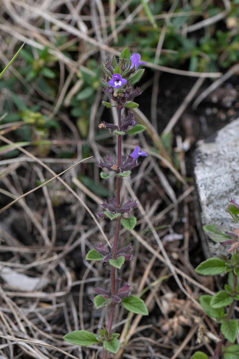 David Plant Photography - Wildlife Photography - Basil thyme - F.JPG - Basil thyme - Bristol