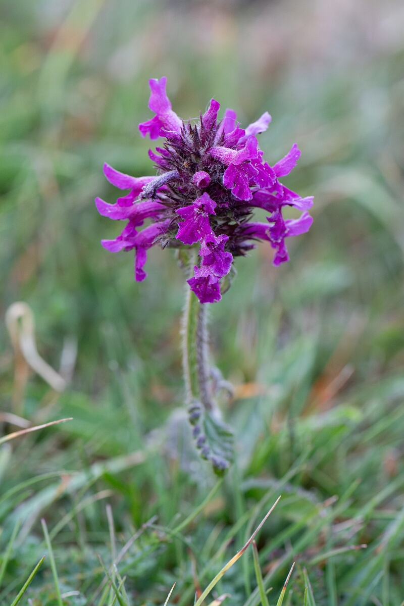 David Plant Photography - Wildlife Photography - Betony - A.jpg - Betony - Cornwall