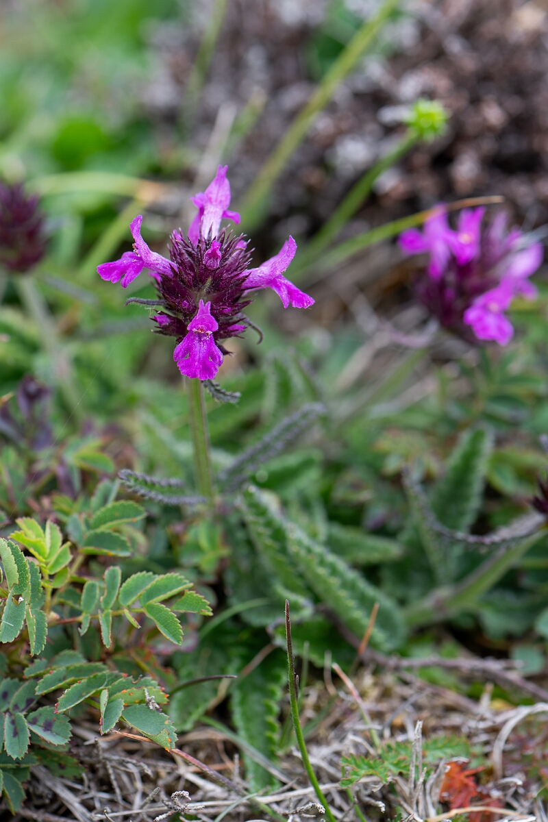 David Plant Photography - Wildlife Photography - Betony - B.jpg - Betony - Cornwall