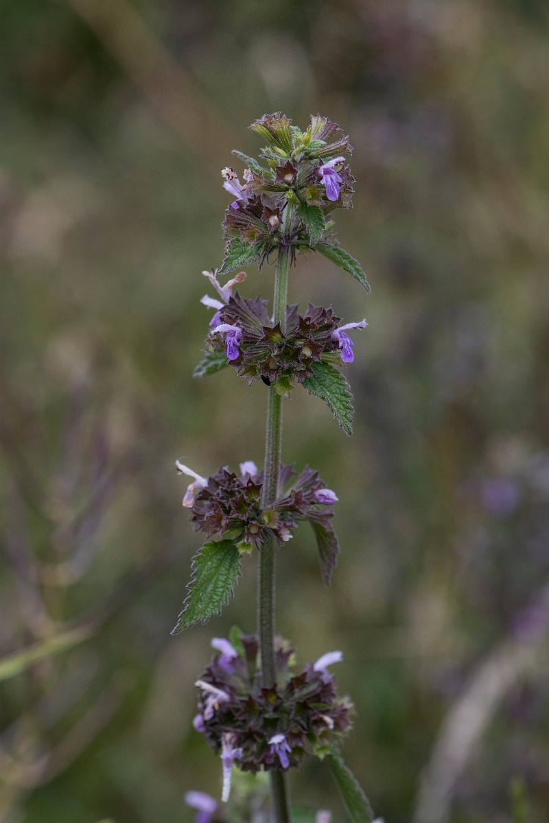 David Plant Photography - Wildlife Photography - Black horehound - A.JPG - Black horehound - Hertfordshire