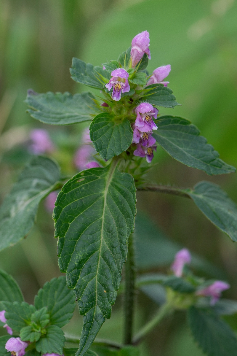 David Plant Photography - Wildlife Photography - Common hemp-nettle - A.JPG - Common hemp-nettle - Cambridgeshire
