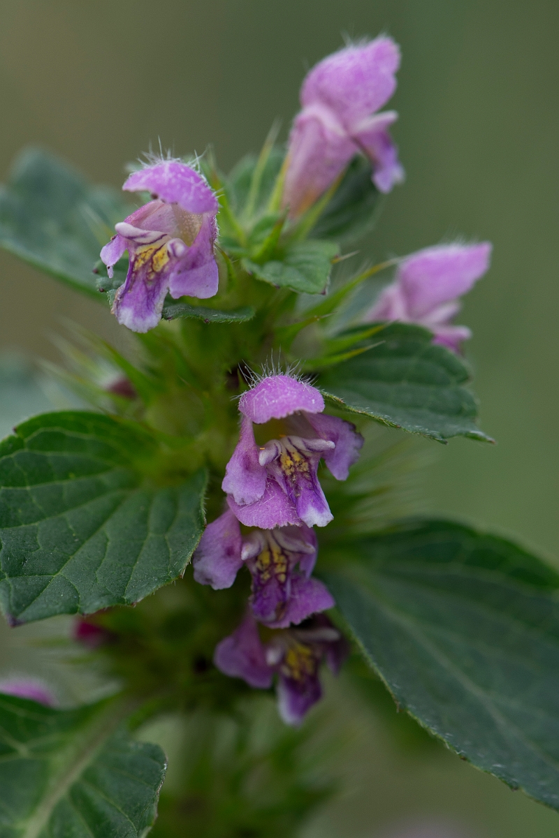 David Plant Photography - Wildlife Photography - Common hemp-nettle - B.JPG - Common hemp-nettle - Cambridgeshire