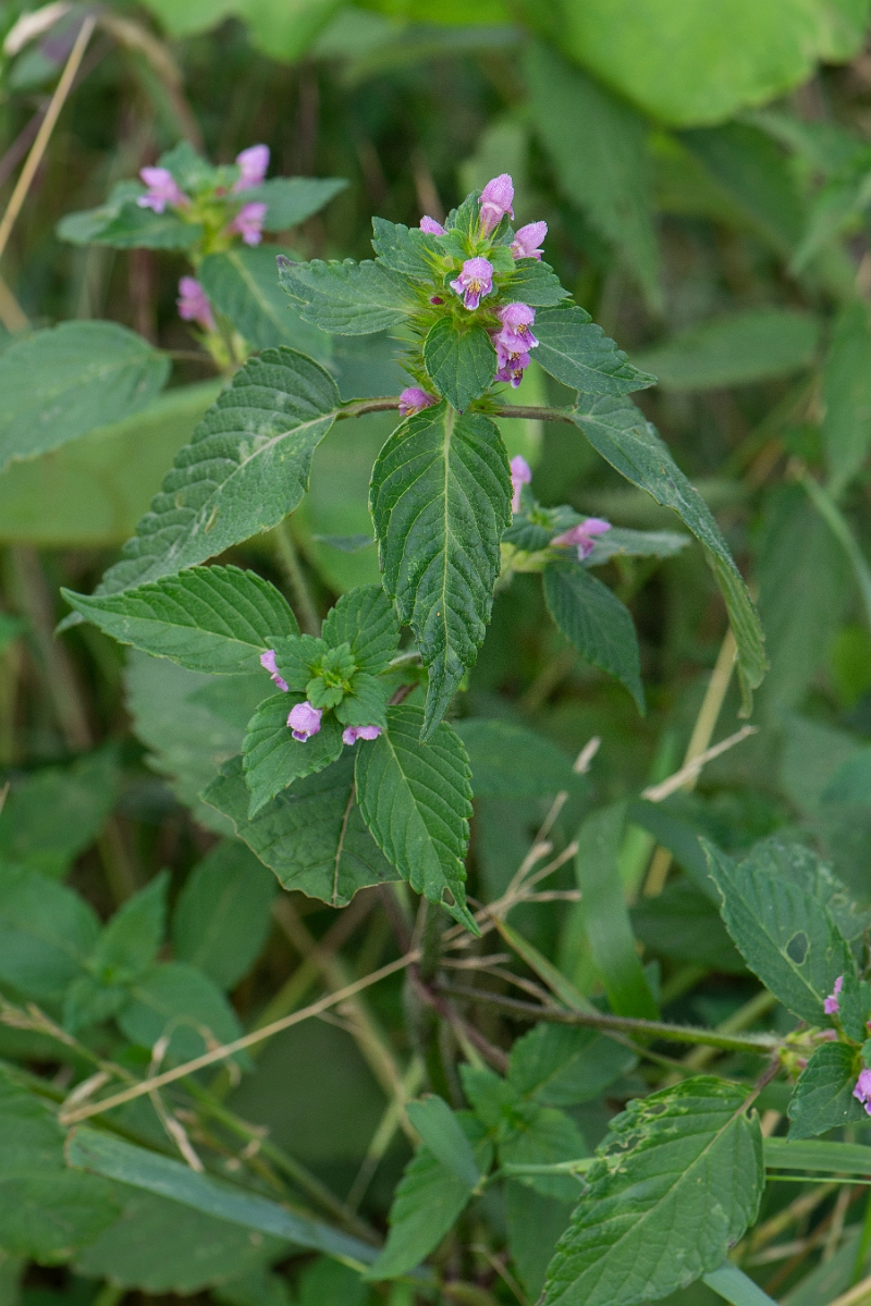 David Plant Photography - Wildlife Photography - Common hemp-nettle - C.JPG - Common hemp-nettle - Cambridgeshire
