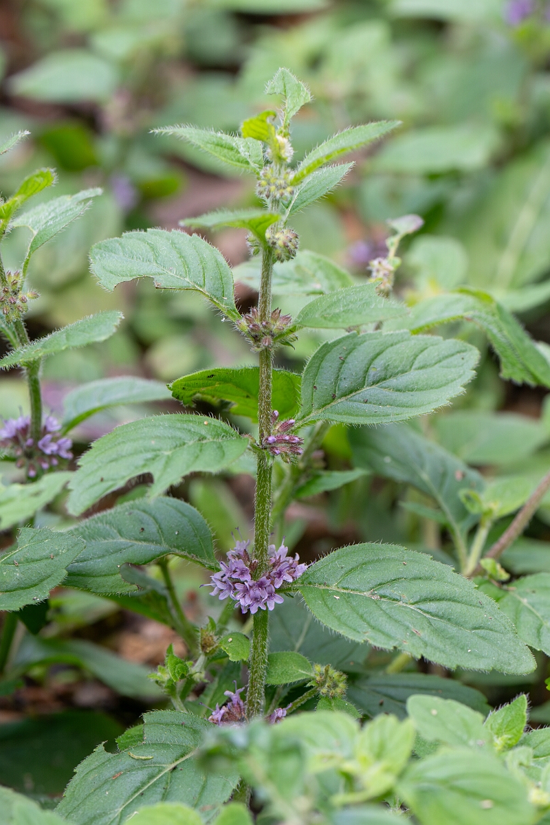 David Plant Photography - Wildlife Photography - Corn mint - A.jpg - Corn mint - Perthshire