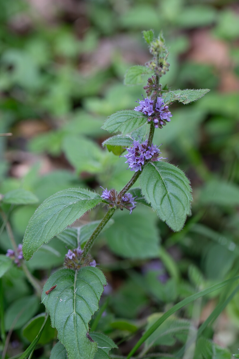 David Plant Photography - Wildlife Photography - Corn mint - C.jpg - Corn mint - Perthshire