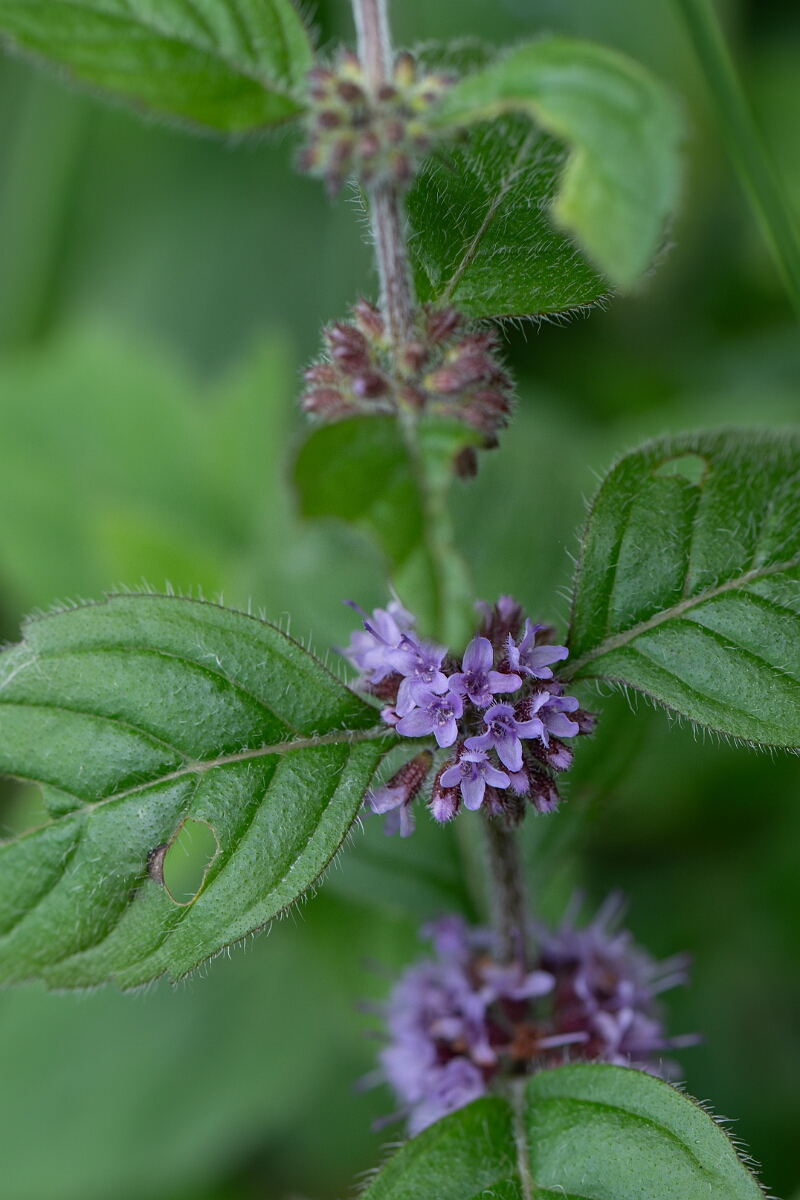 David Plant Photography - Wildlife Photography - Corn mint - E.jpg - Corn mint - Perthshire