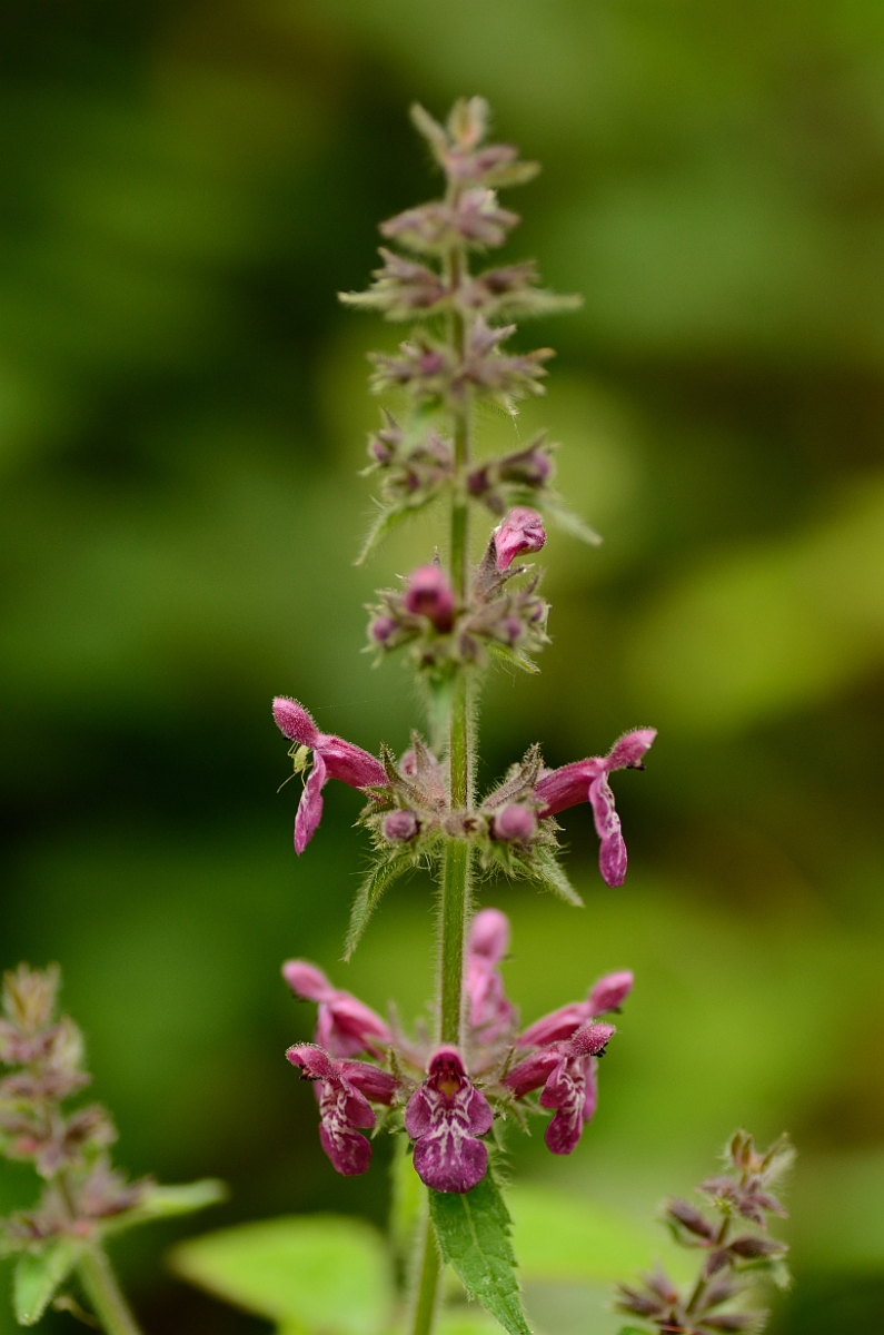 David Plant Photography - Wildlife Photography - Hedge woundwort - A.jpg - Hedge woundwort - Buckinghamshire