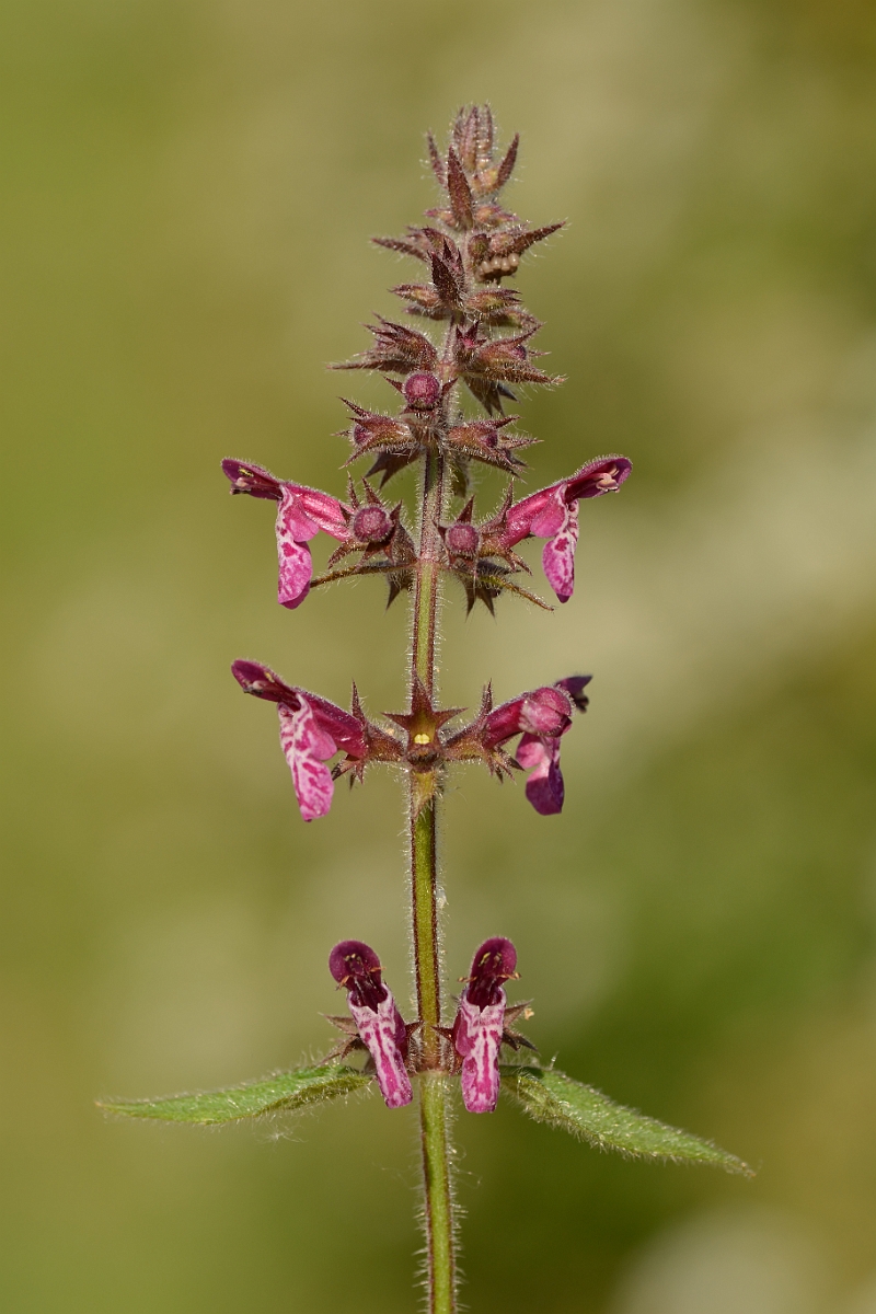 David Plant Photography - Wildlife Photography - Hedge woundwort - B.jpg - Hedge woundwort - Kent