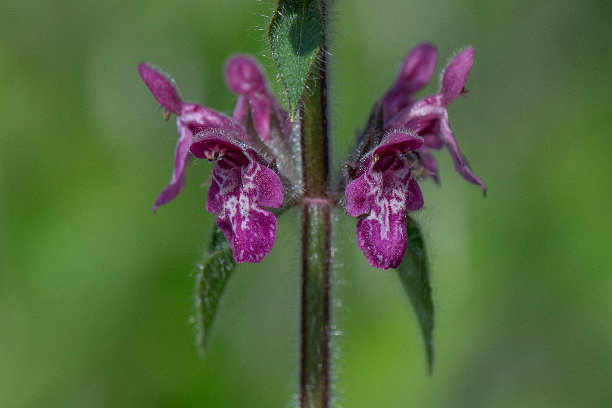David Plant Photography - Wildlife Photography - Hedge woundwort - D.JPG - Hedge woundwort - Oxfordshire