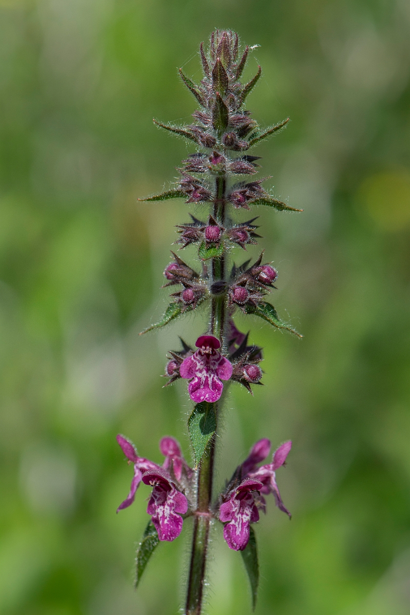 David Plant Photography - Wildlife Photography - Hedge woundwort - E.JPG - Hedge woundwort - Oxfordshire