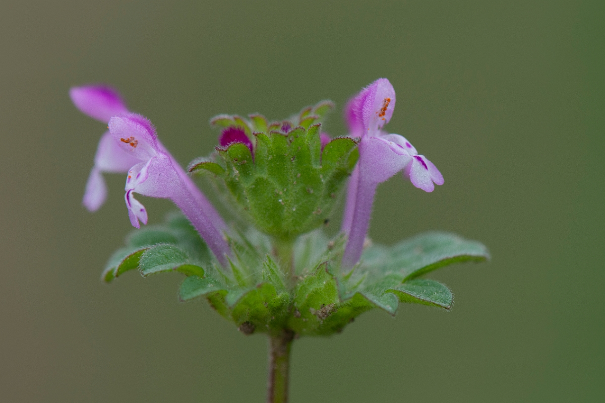 David Plant Photography - Wildlife Photography - Henbit dead-nettle - B.JPG - Henbit dead-nettle - Suffolk