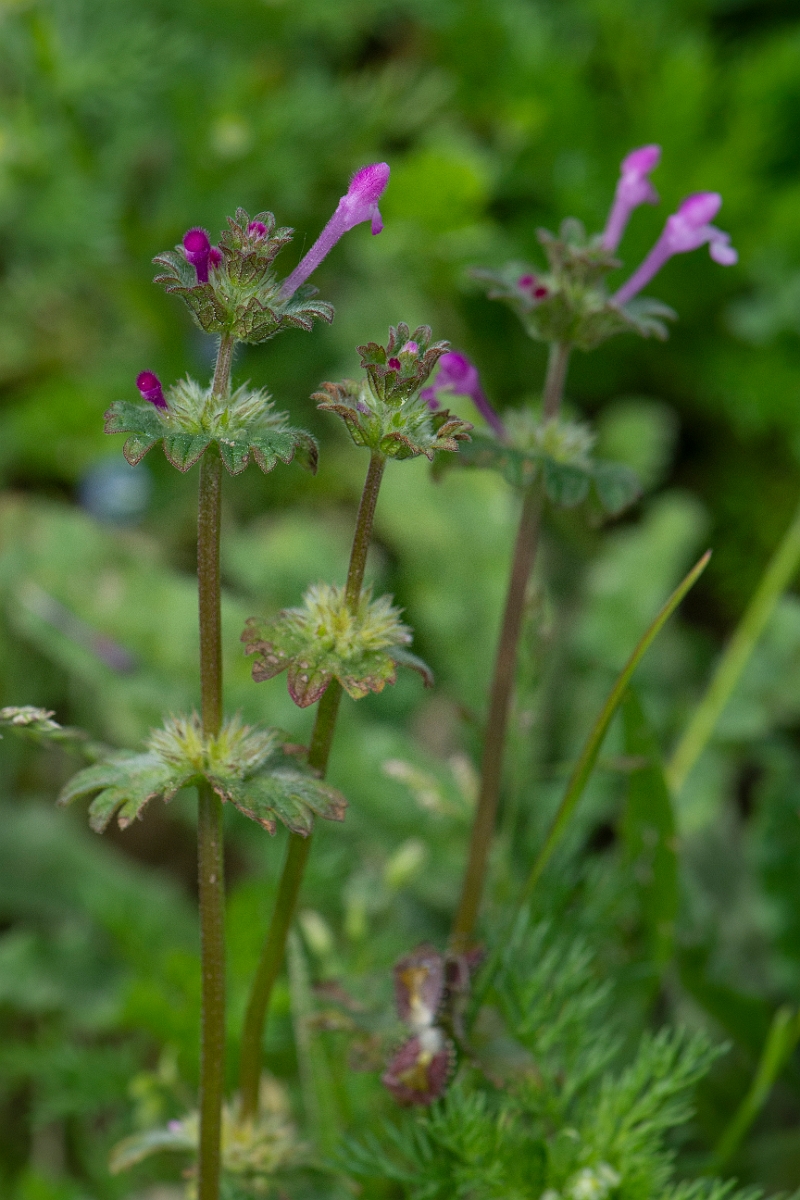 David Plant Photography - Wildlife Photography - Henbit dead-nettle - C.JPG - Henbit dead-nettle - Suffolk