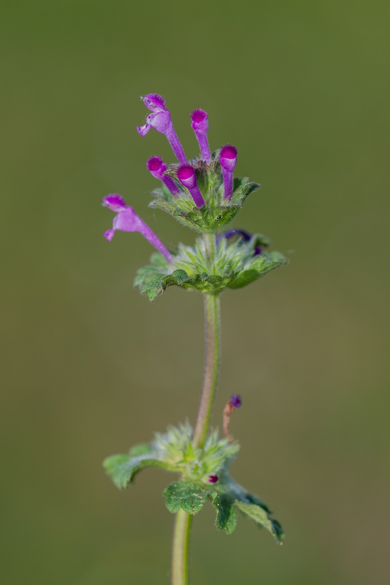 David Plant Photography - Wildlife Photography - Henbit dead-nettle - D.jpg - Henbit dead-nettle - Suffolk