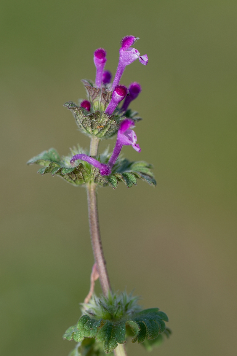 David Plant Photography - Wildlife Photography - Henbit dead-nettle - E.jpg - Henbit dead-nettle - Suffolk