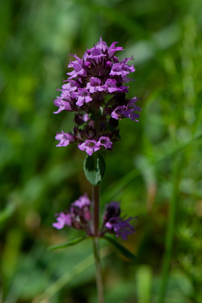 David Plant Photography - Wildlife Photography - Large thyme - B.JPG - Large tyme, flowers - Norfolk