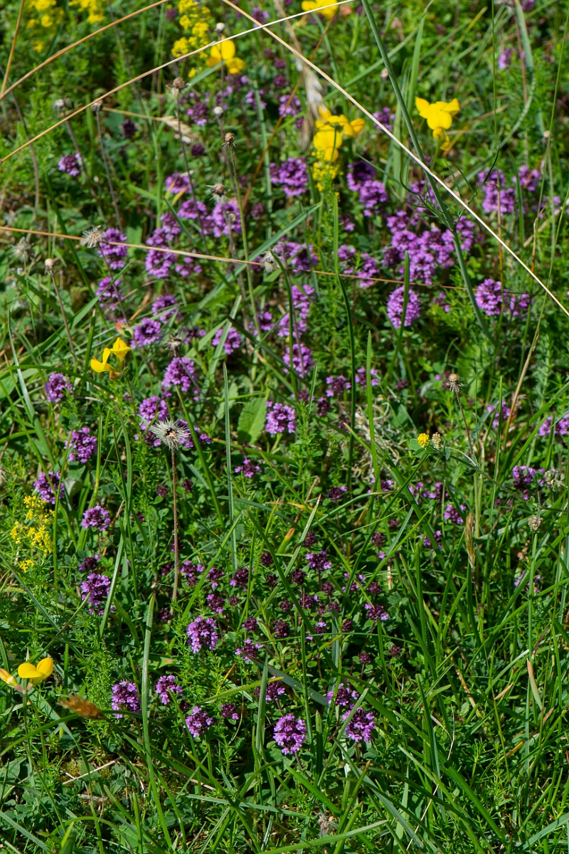 David Plant Photography - Wildlife Photography - Large thyme - D.JPG - Large tyme, plant - Norfolk