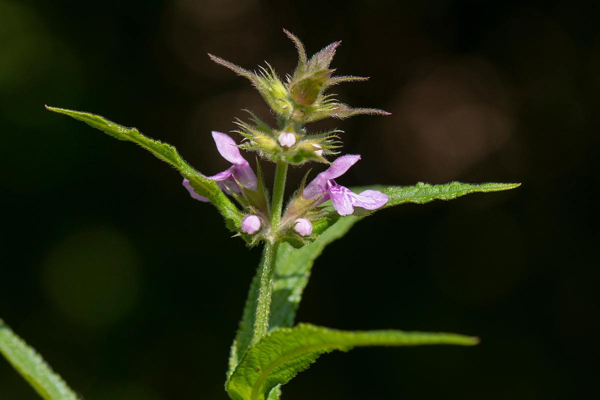 David Plant Photography - Wildlife Photography - Marsh woundwort - B.jpg - Marsh woundwort - Cotswolds