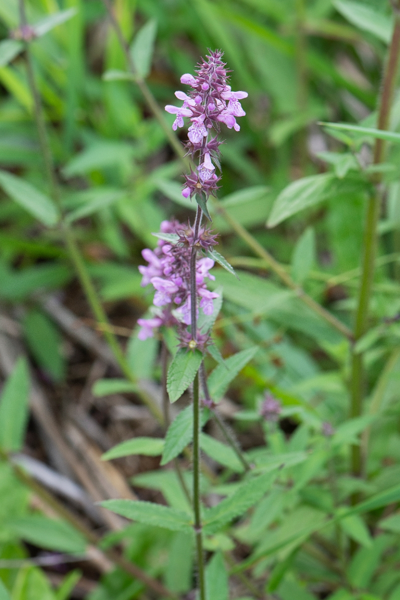 David Plant Photography - Wildlife Photography - Marsh woundwort - D.JPG - Marsh woundwort - Highlands