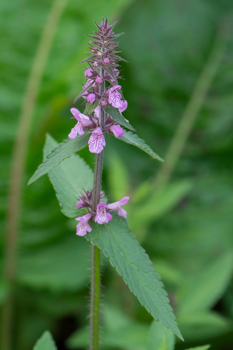 David Plant Photography - Wildlife Photography - Marsh woundwort - F.JPG - Marsh woundwort - Highlands