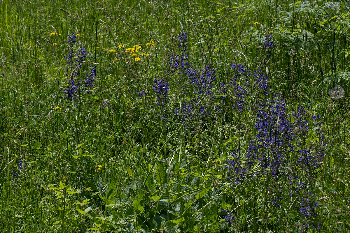 David Plant Photography - Wildlife Photography - Meadow clary - A.JPG - Meadow clary - Kent
