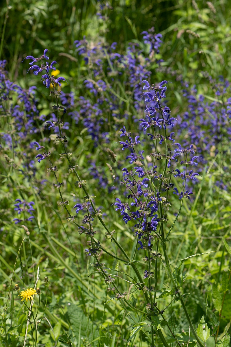 David Plant Photography - Wildlife Photography - Meadow clary - B.JPG - Meadow clary - Kent