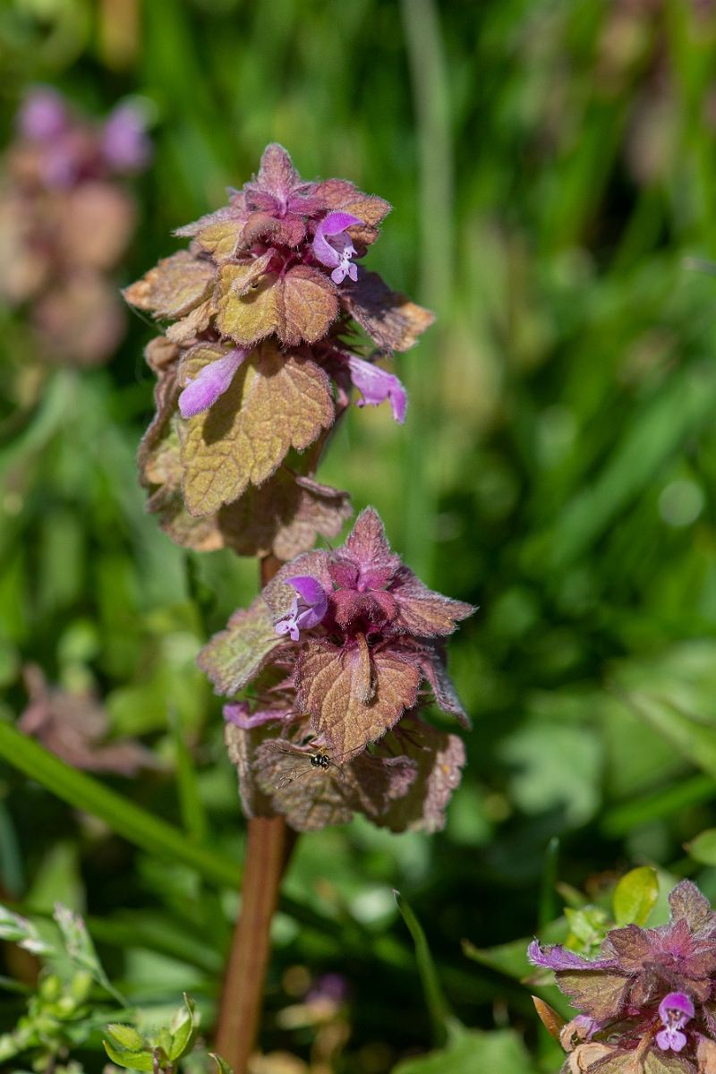 David Plant Photography - Wildlife Photography - Red dead-nettle - A.JPG - Red dead-nettle - Cambridgeshire