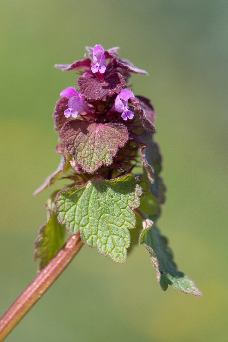 David Plant Photography - Wildlife Photography - Red dead-nettle - C.JPG - Red dead-nettle - Cambridgeshire