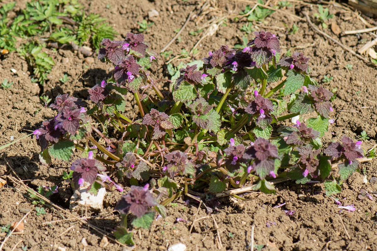 David Plant Photography - Wildlife Photography - Red dead-nettle - D.JPG - Red dead-nettle - Cambridgeshire