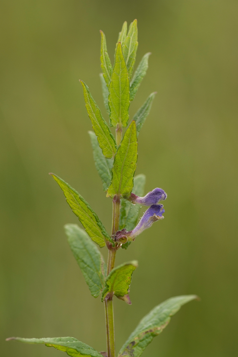 David Plant Photography - Wildlife Photography - Skullcap - A.jpg - Skullcap - Ayrshire
