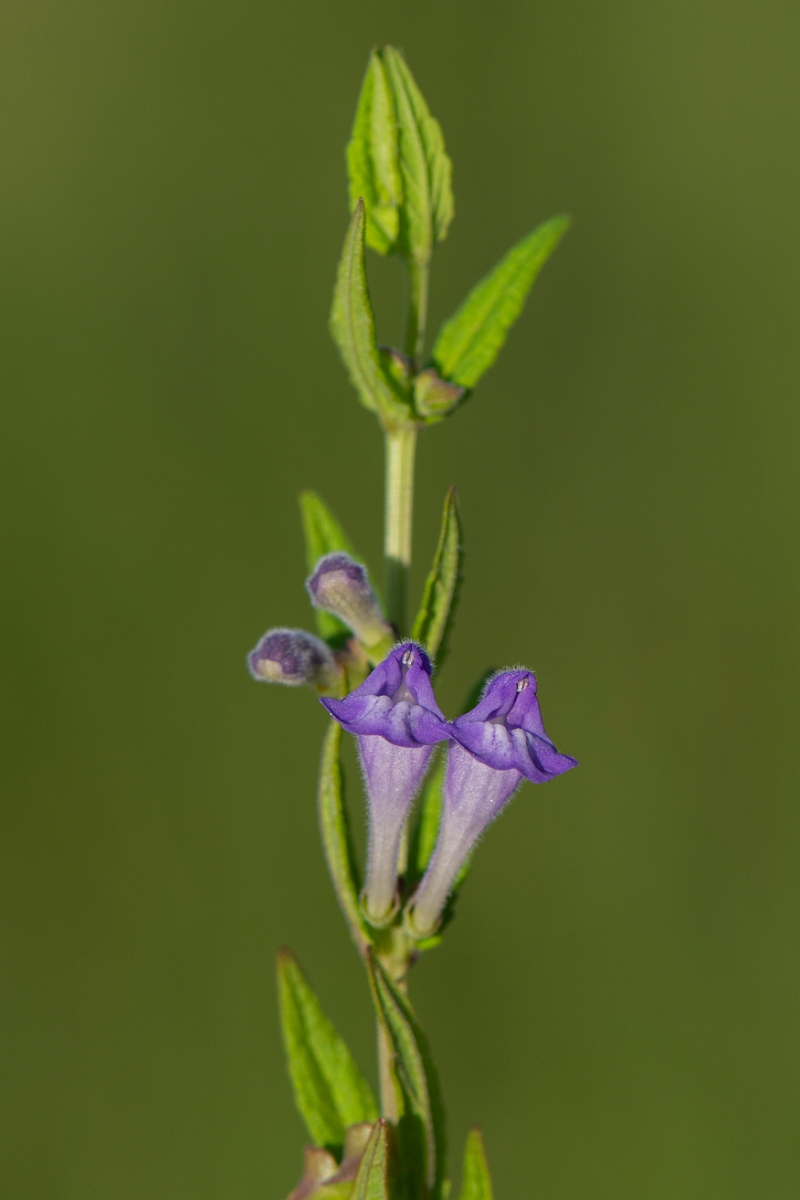 David Plant Photography - Wildlife Photography - Skullcap - B.JPG - Skullcap - Highlands