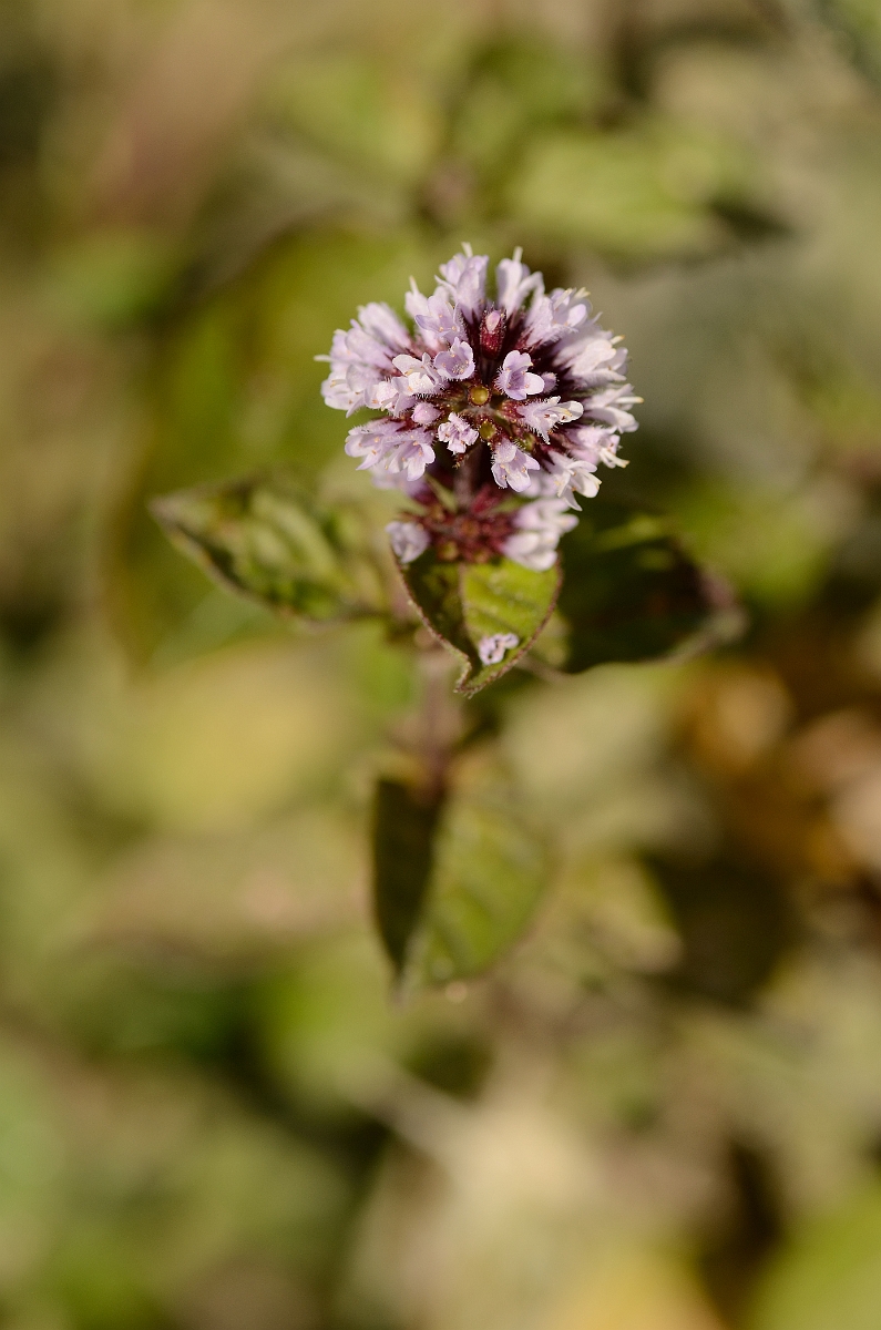 David Plant Photography - Wildlife Photography - Water mint - A.jpg - Water mint flowers - Cambridgeshire