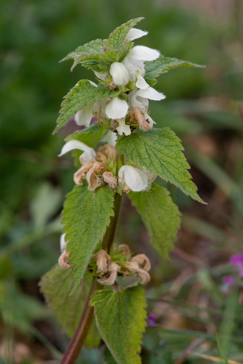 David Plant Photography - Wildlife Photography - White dead-nettle - B.JPG - White dead-nettle - Suffolk