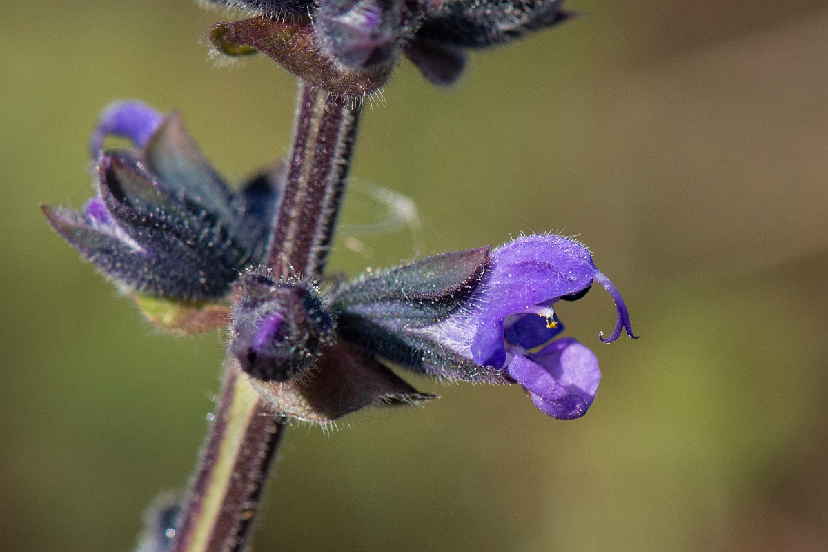 David Plant Photography - Wildlife Photography - Wild clary - B.JPG - Wild clary, flower - Suffolk