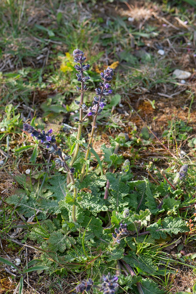 David Plant Photography - Wildlife Photography - Wild clary - C.JPG - Wild clary, plant - Suffolk