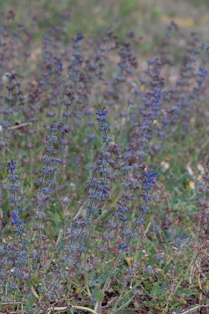 David Plant Photography - Wildlife Photography - Wild clary - E.jpg - Wild clary - Cornwall