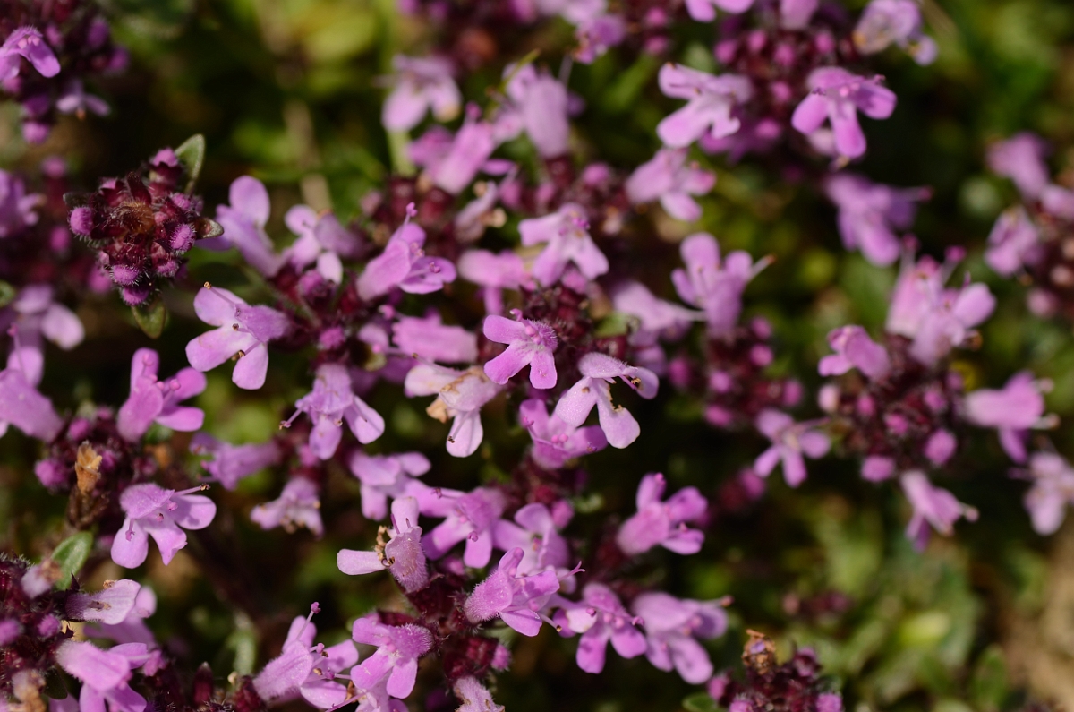 David Plant Photography - Wildlife Photography - Wild thyme - A.jpg - Wild thyme - Cambridgeshire