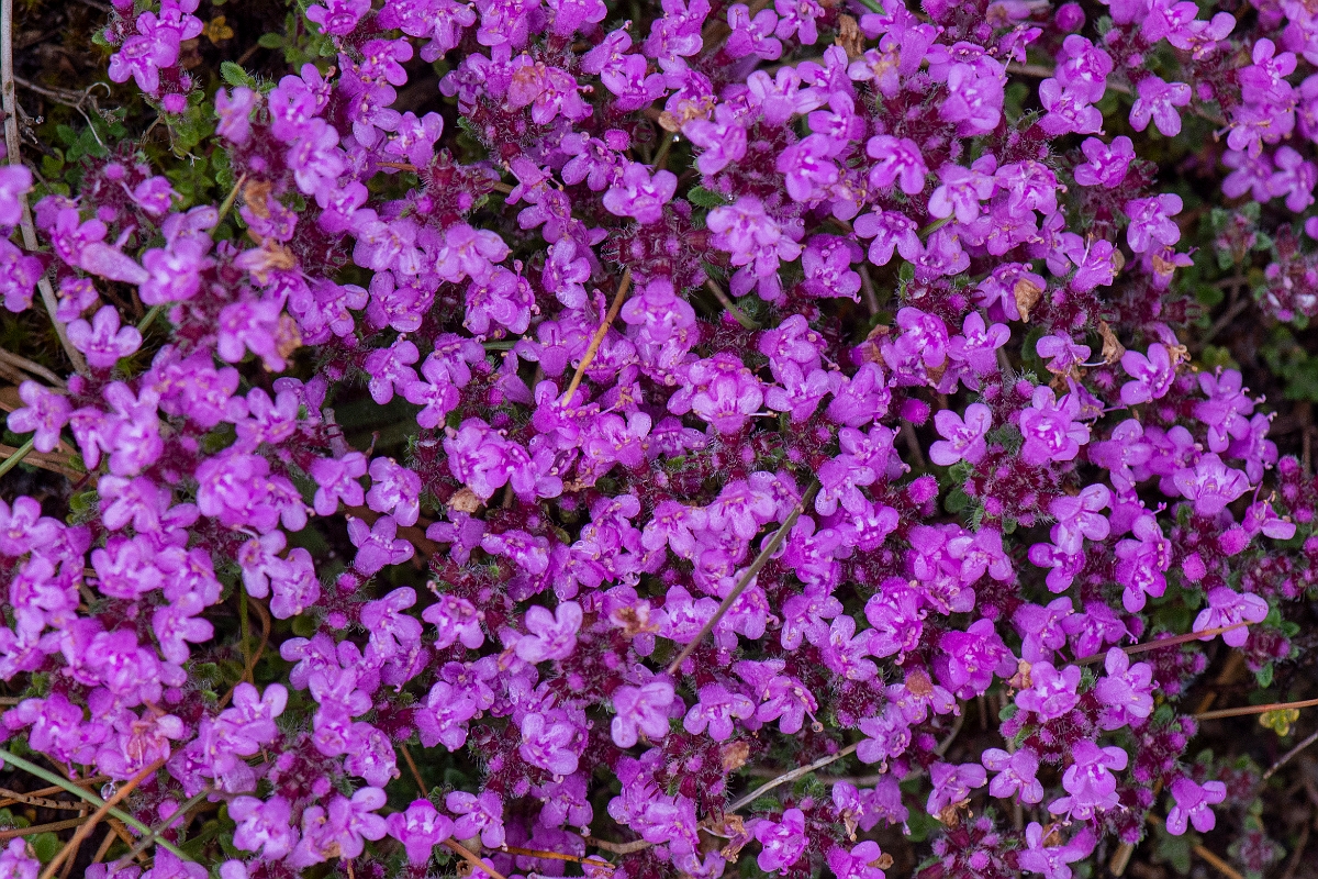 David Plant Photography - Wildlife Photography - Wild thyme - C.JPG - Wild thyme - Bridgend