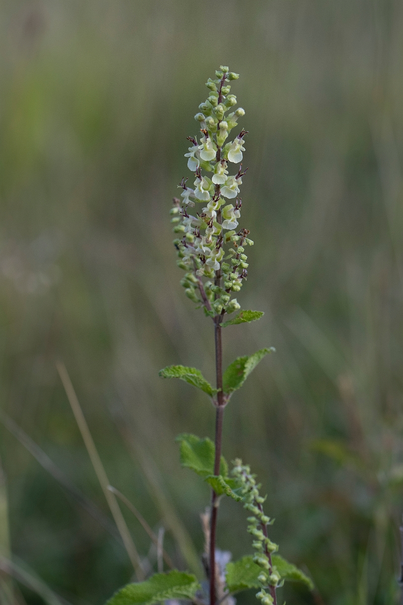 David Plant Photography - Wildlife Photography - Wood sage - A.JPG - Wood sage - Kent