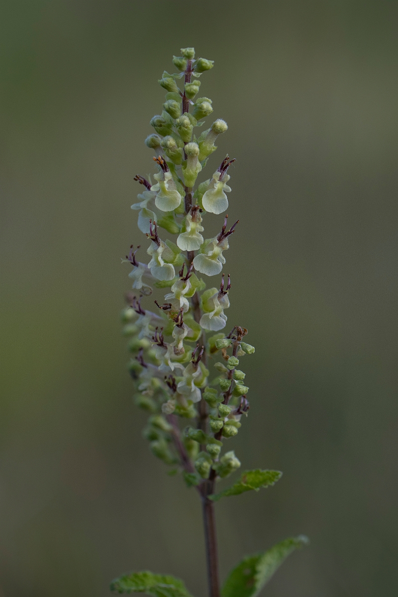 David Plant Photography - Wildlife Photography - Wood sage - B.JPG - Wood sage - Kent