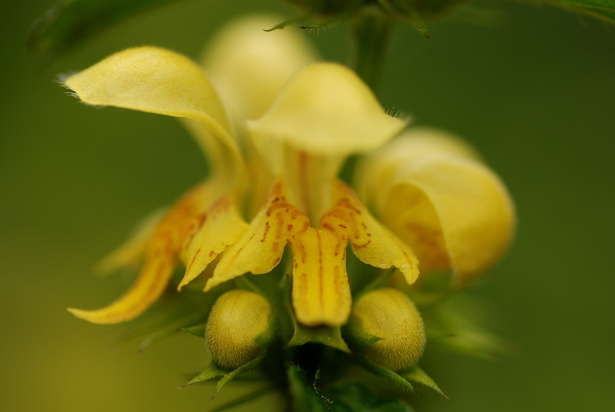 David Plant Photography - Wildlife Photography - Yellow archangel - B.jpg - Yellow archangel flower - Cotswolds